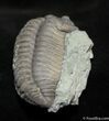 Very Large Flexicalymene Trilobite - Indiana #1003-5